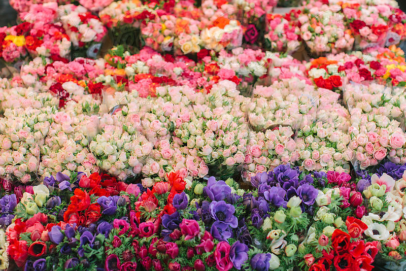 Purchase this image at http://www.stocksy.com/540781
